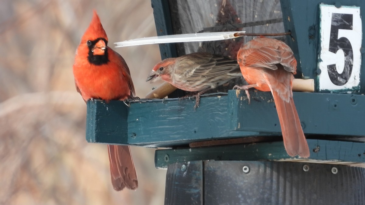 House Finch - ML631851811