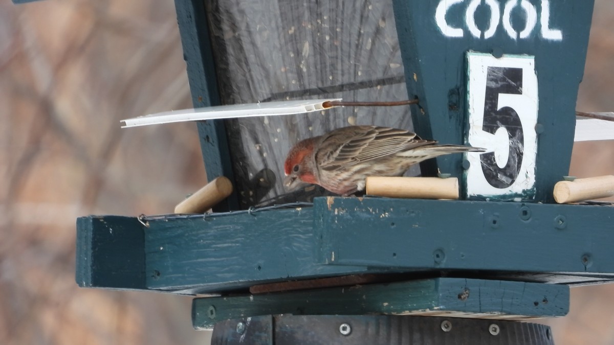House Finch - ML631851812