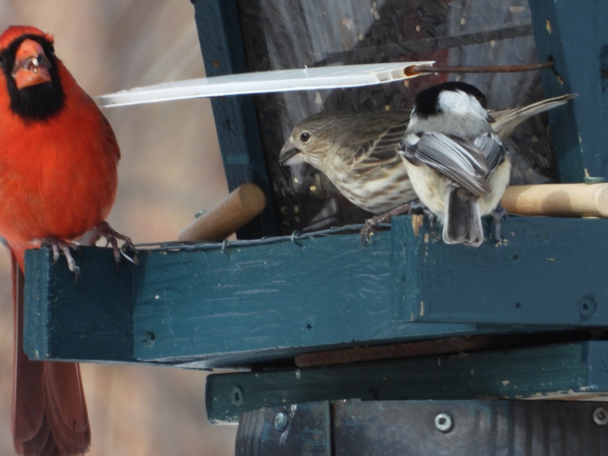House Finch - ML631851813
