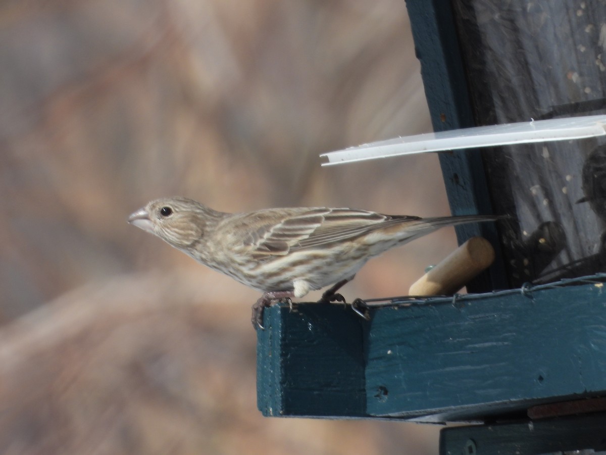 House Finch - ML631851814