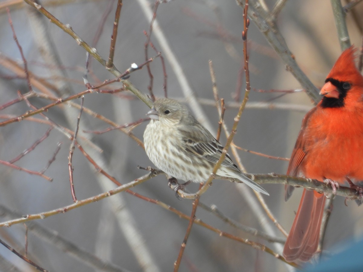 House Finch - ML631851815