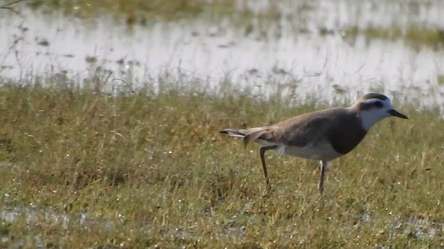 Caspian Plover - ML631851846