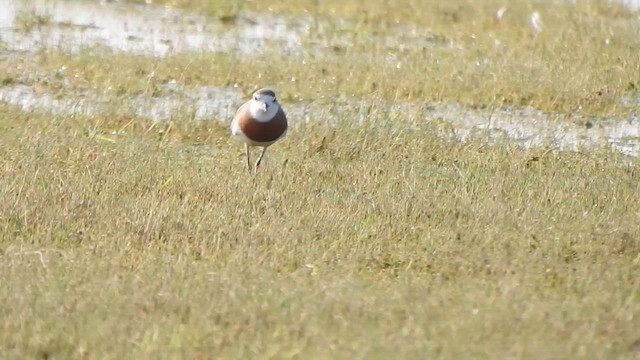 Caspian Plover - ML631851877
