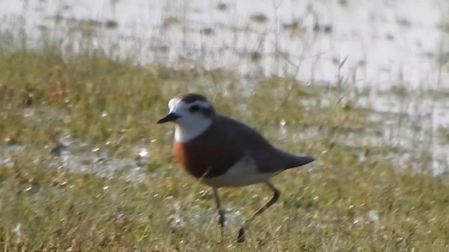 Caspian Plover - ML631851878