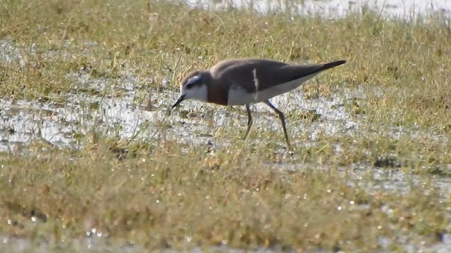 Caspian Plover - ML631851885
