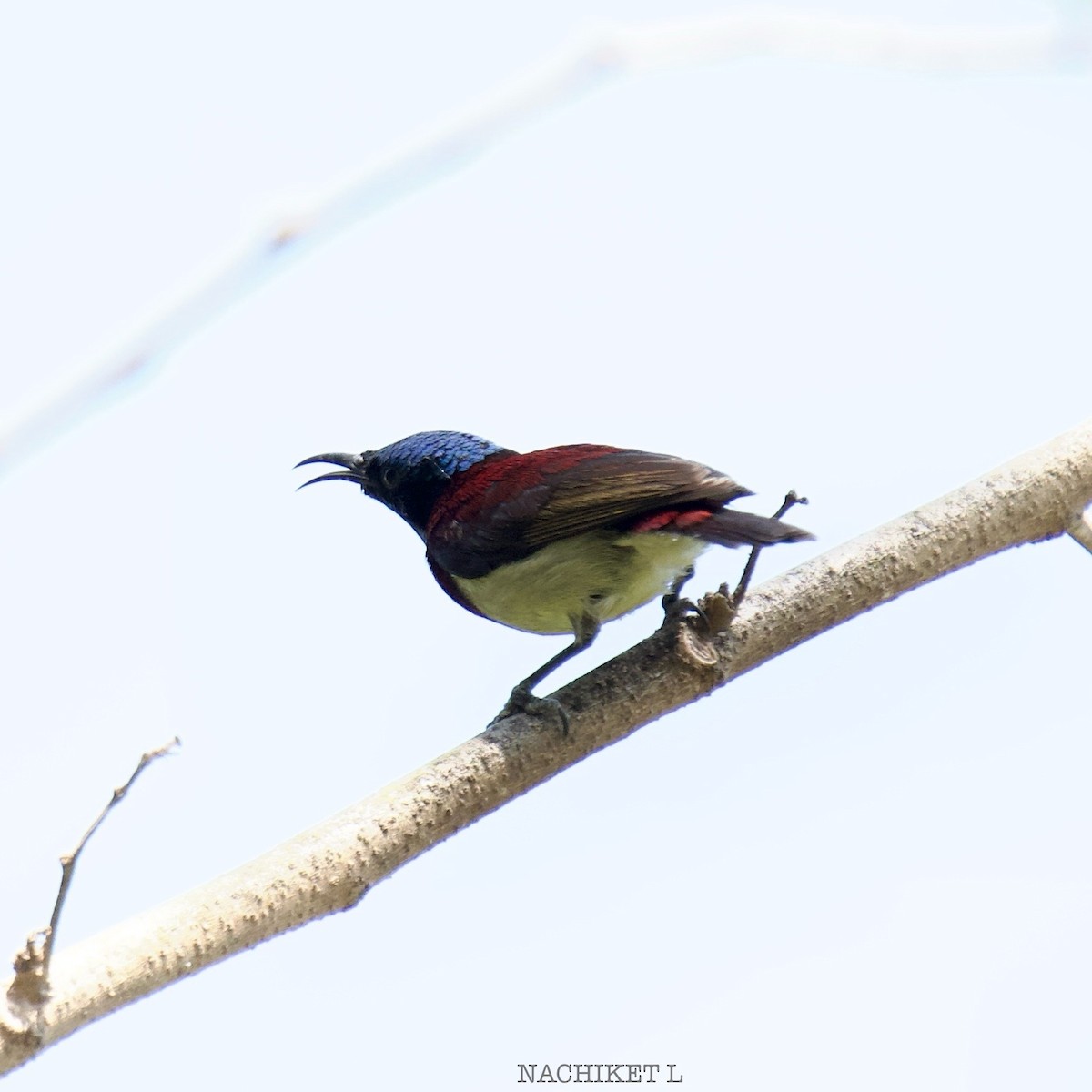 Crimson-backed Sunbird - ML631851955