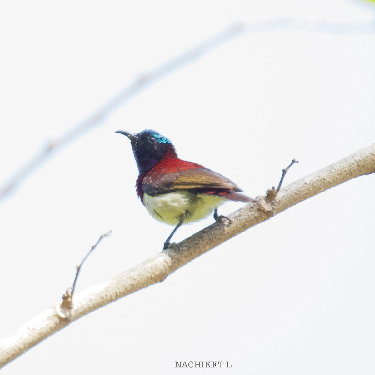 Crimson-backed Sunbird - ML631851956