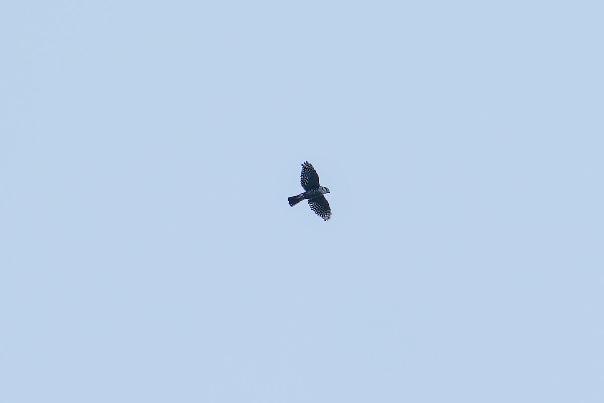 Semicollared Hawk - ML631852034
