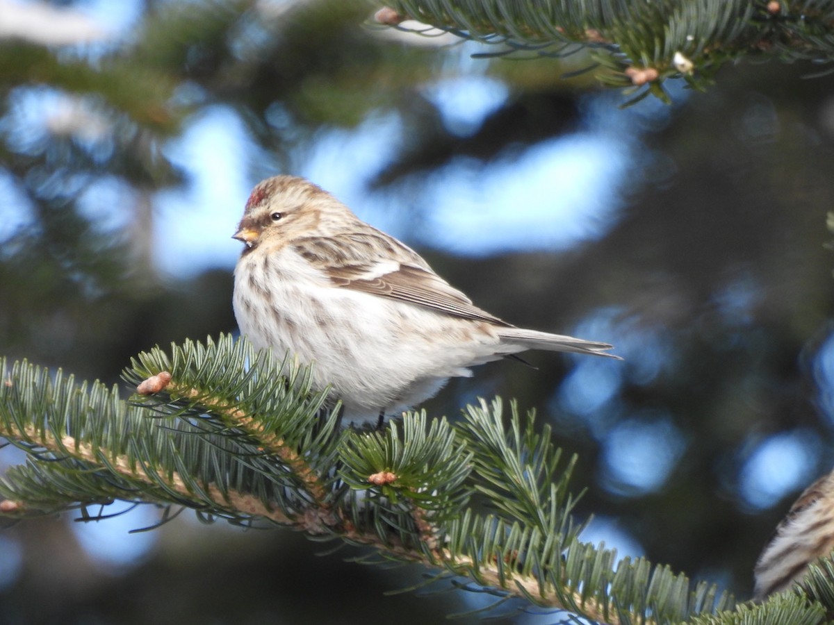 Redpoll (exilipes) - ML631852037