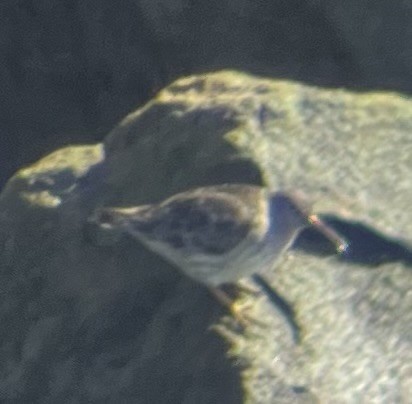 Purple Sandpiper - ML631852202