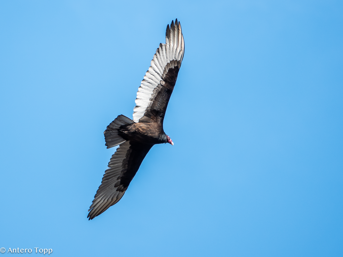 Turkey Vulture - ML631852228