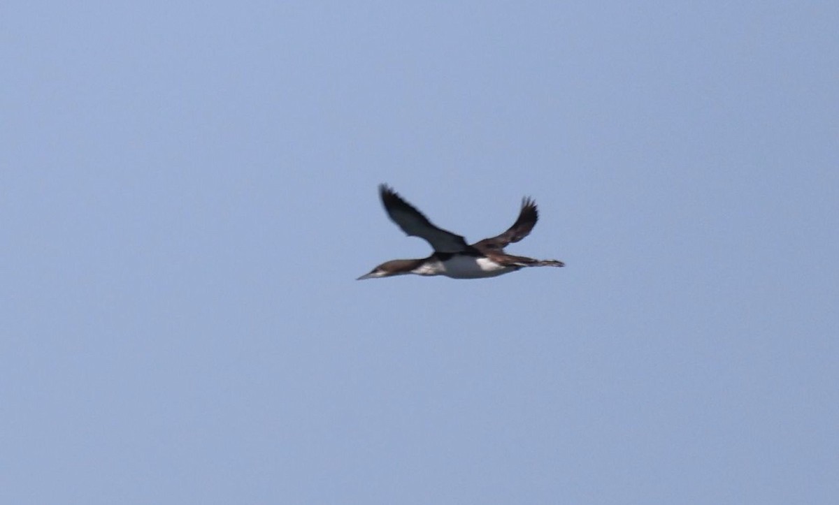 Pacific Loon - ML631852242