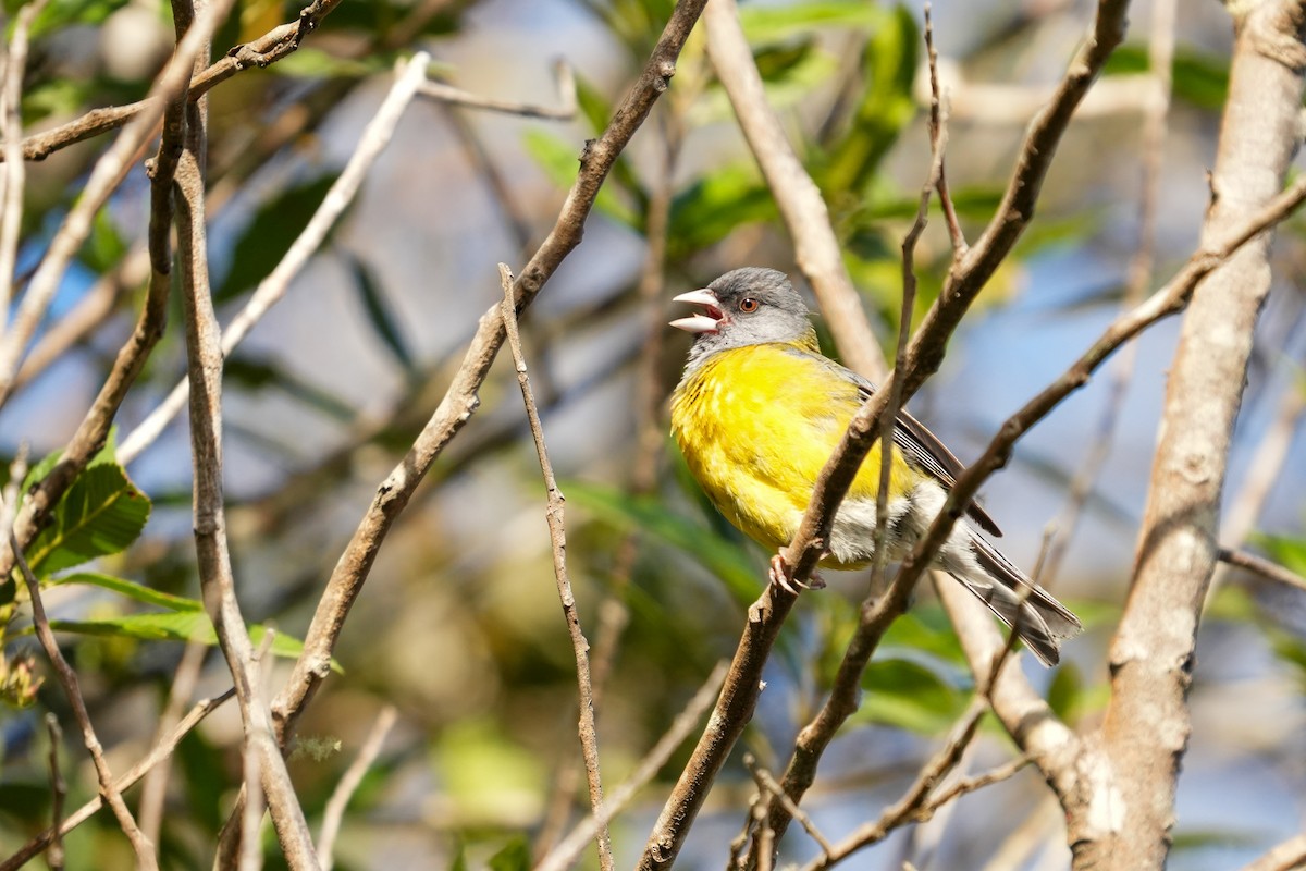 Patagonian Sierra Finch - ML631852262