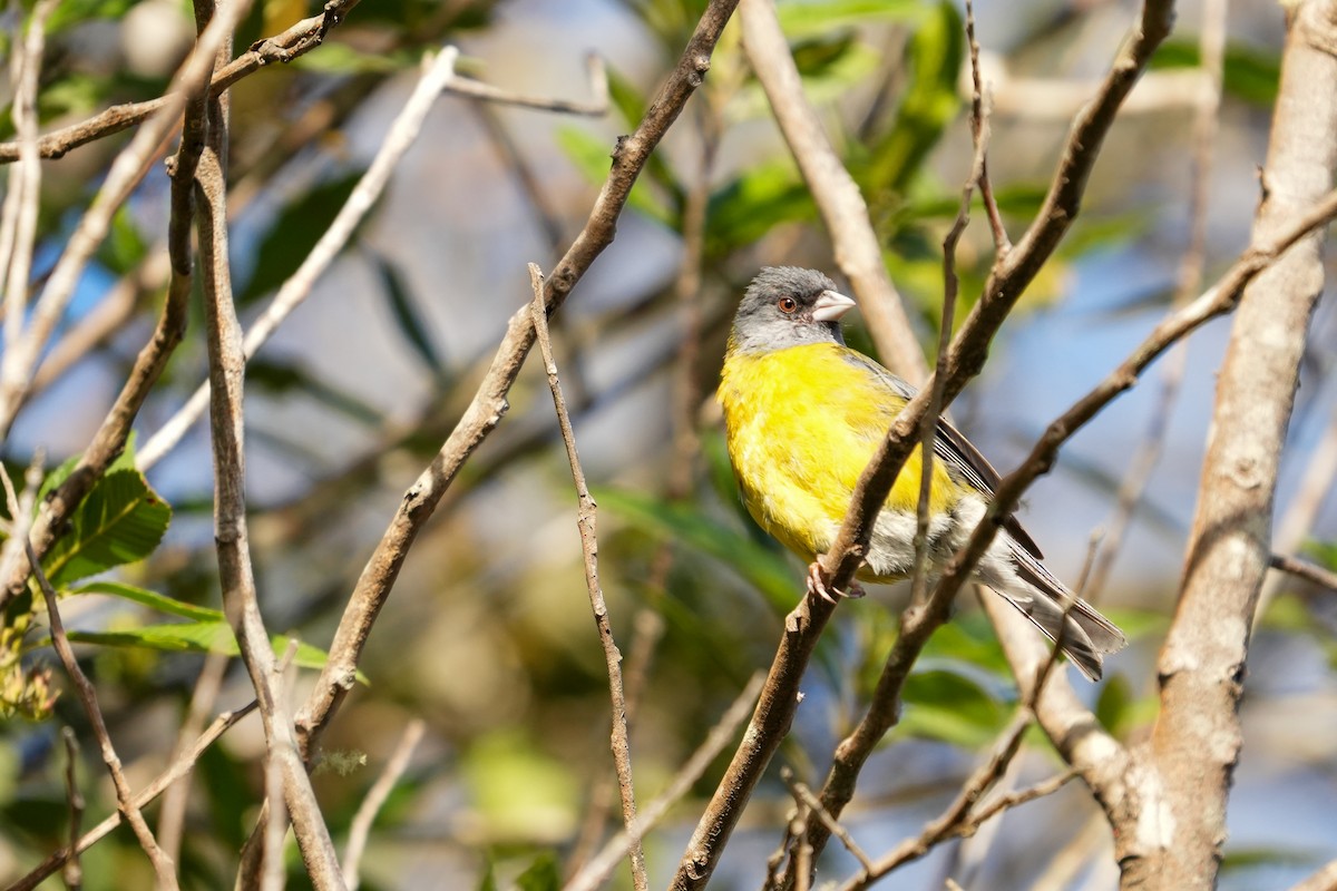 Patagonian Sierra Finch - ML631852263