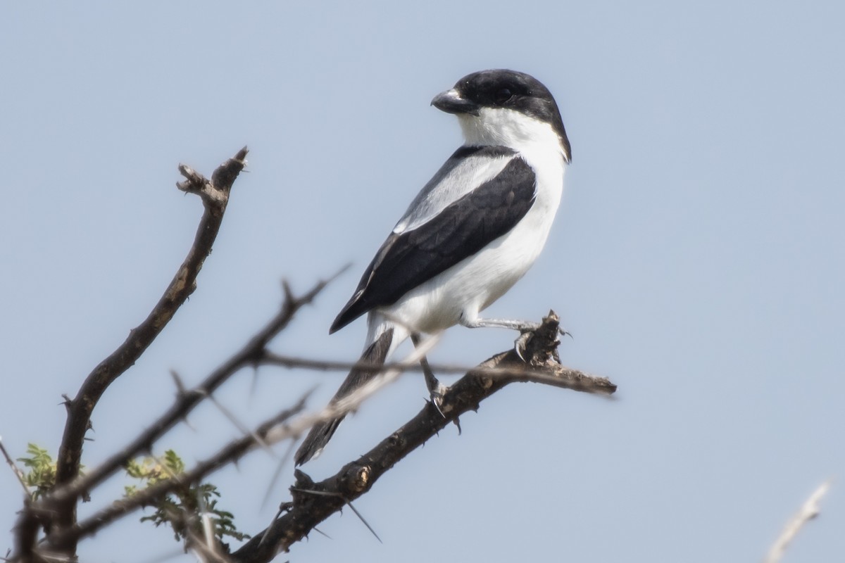 Taita Fiscal - ML631852318