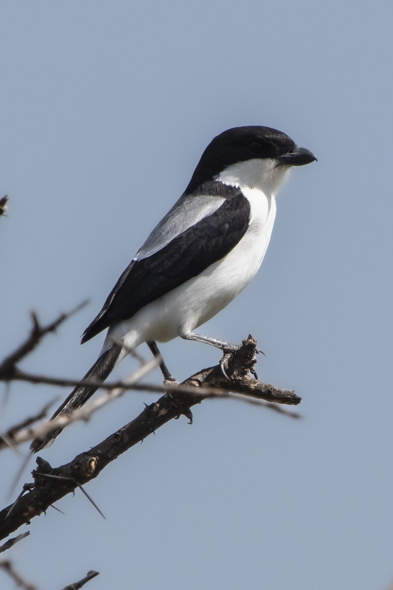 Taita Fiscal - ML631852319