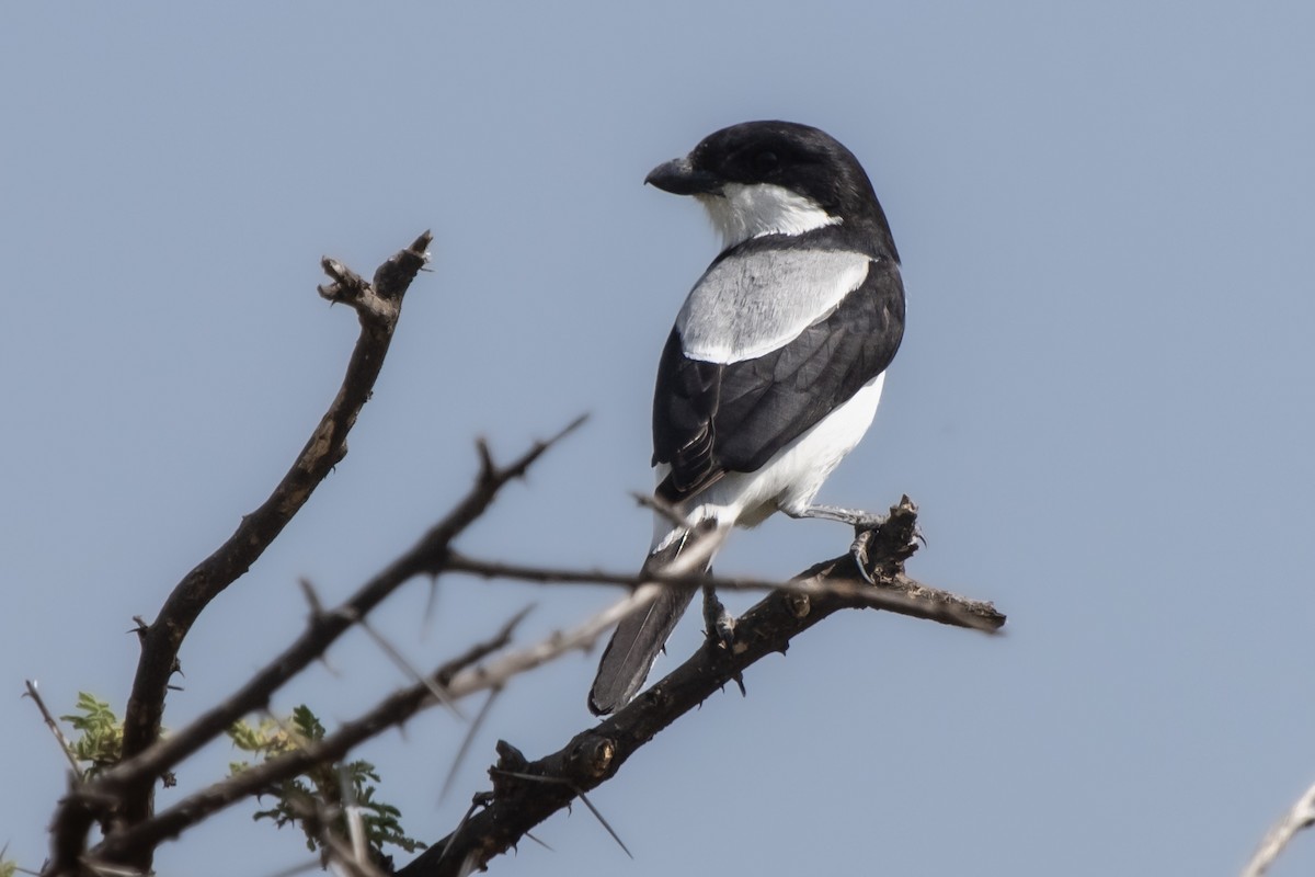 Taita Fiscal - ML631852320