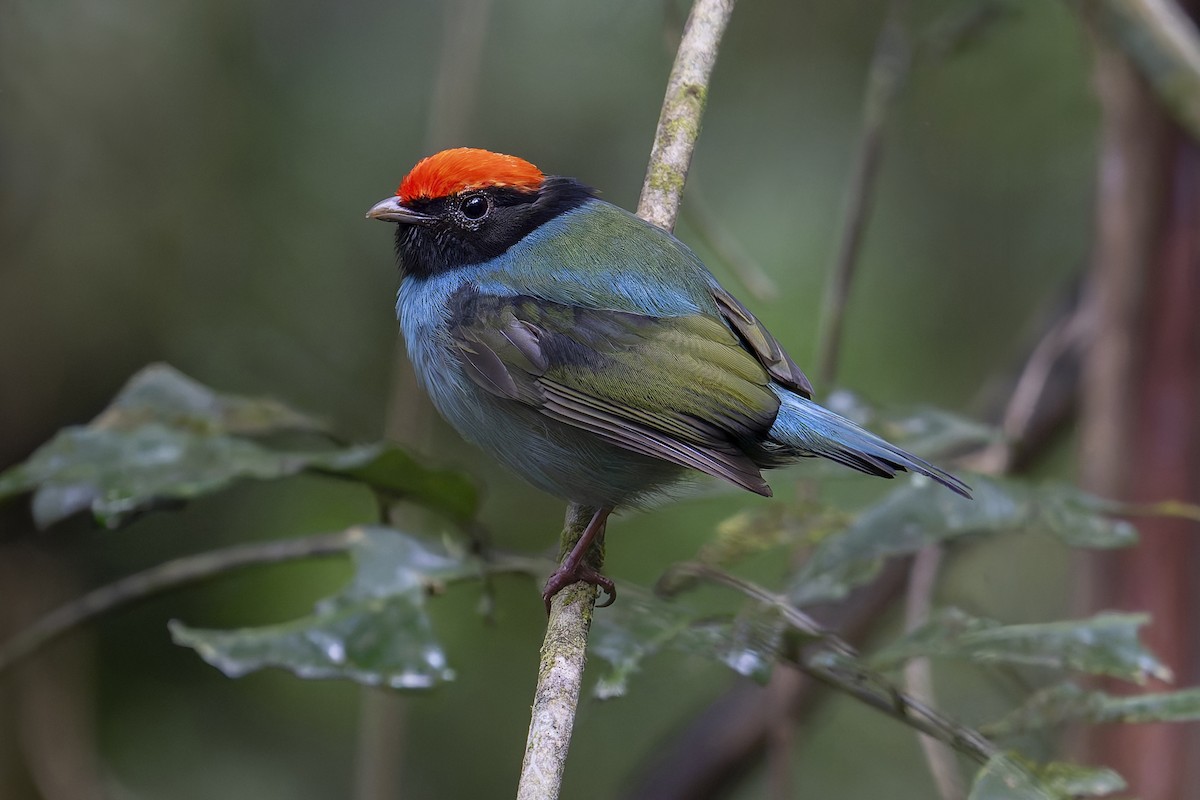 Swallow-tailed Manakin - ML631852476