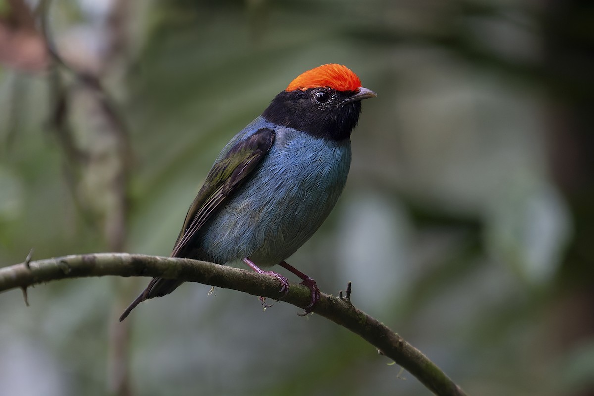Swallow-tailed Manakin - ML631852478