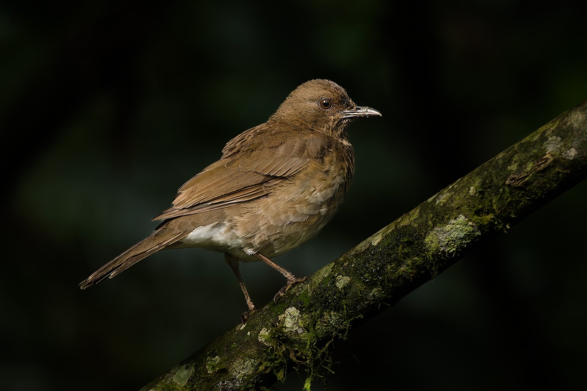 Pale-vented Thrush - ML631852499