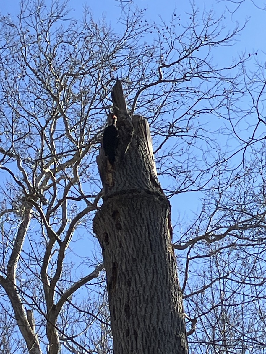 Pileated Woodpecker - ML631852559