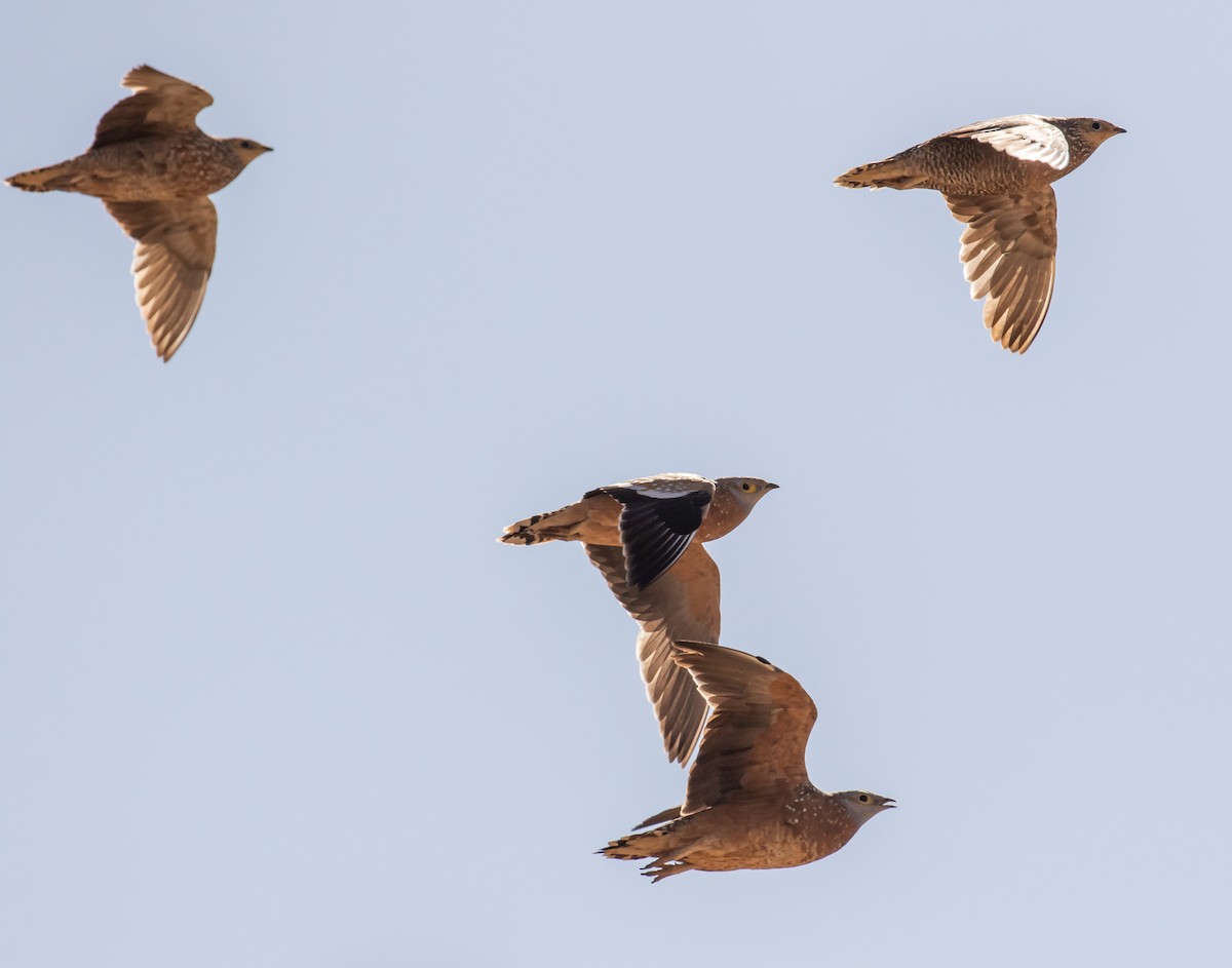 Burchell's Sandgrouse - ML631852567