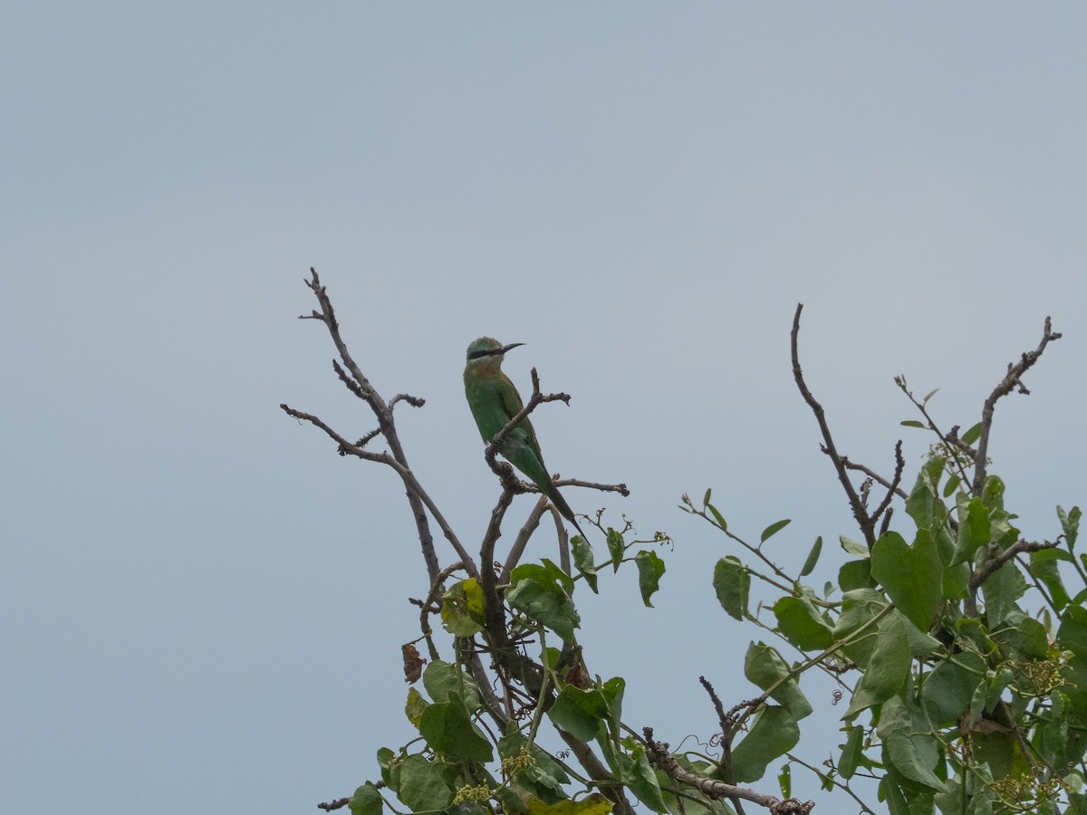 Blue-cheeked Bee-eater - ML631852590