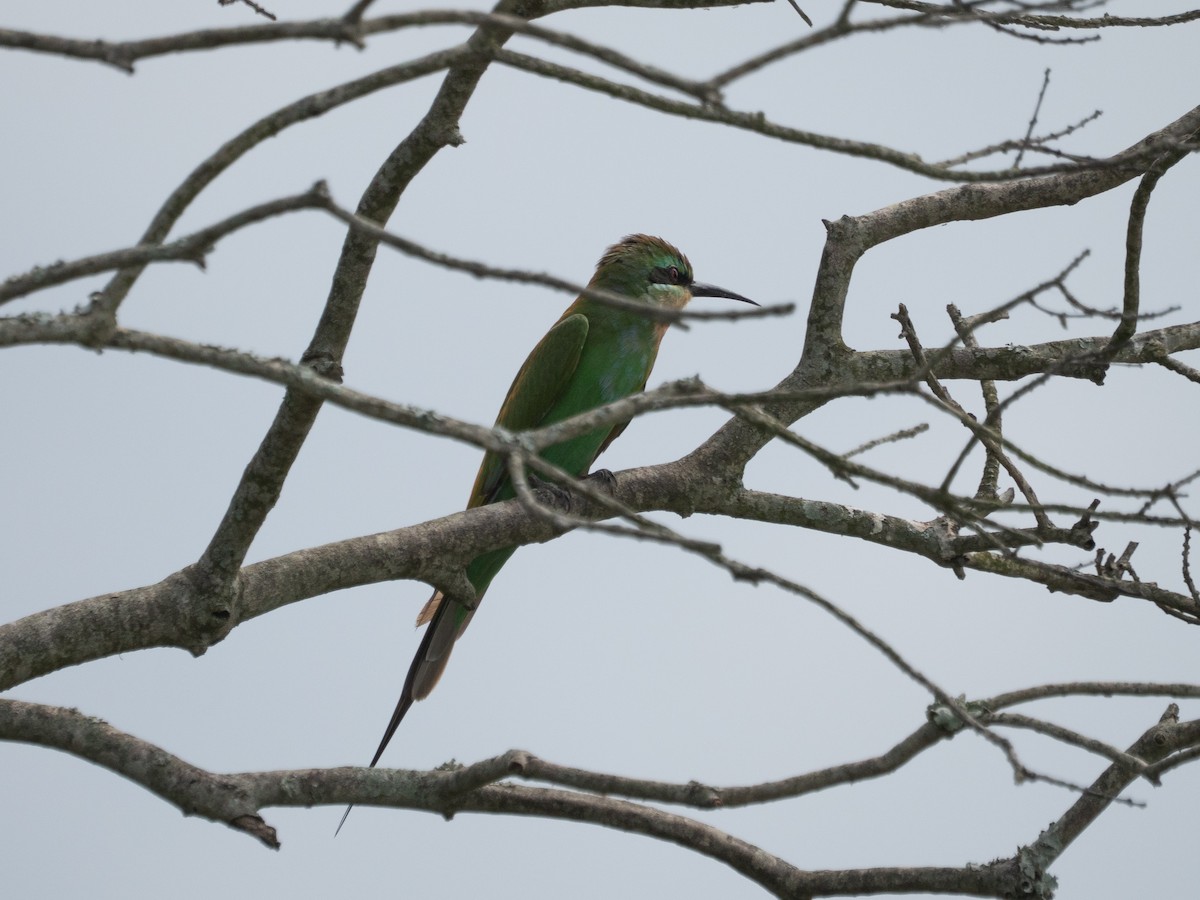 Blue-cheeked Bee-eater - ML631852592