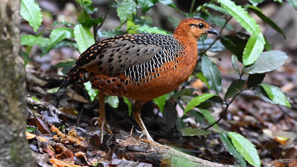 Ferruginous Partridge - ML631852594