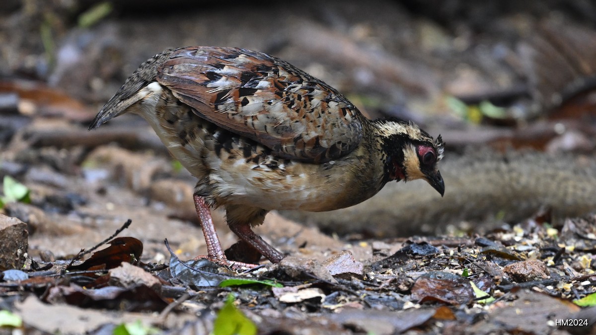 Bar-backed Partridge - ML631852604