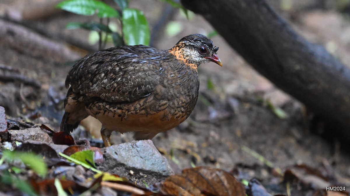 Scaly-breasted Partridge - ML631852614