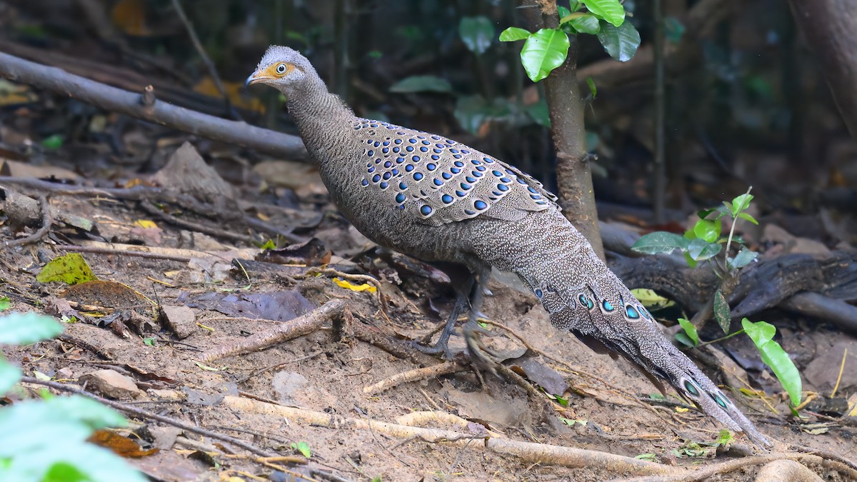 Gray Peacock-Pheasant - ML631852640