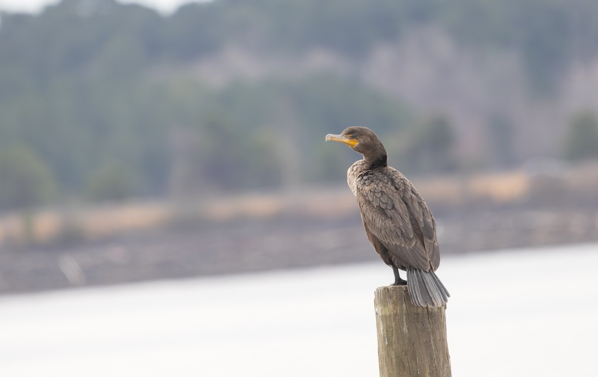 Double-crested Cormorant - ML631852652