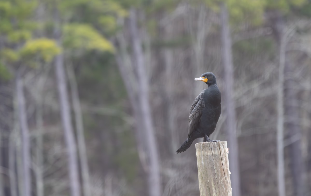 Double-crested Cormorant - ML631852654