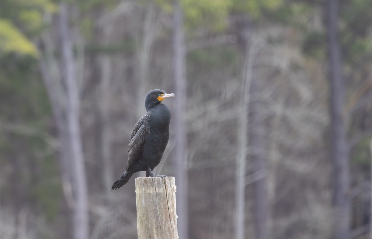 Double-crested Cormorant - ML631852655