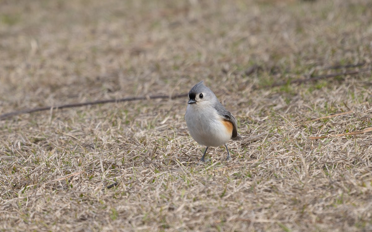 Tufted Titmouse - ML631852678