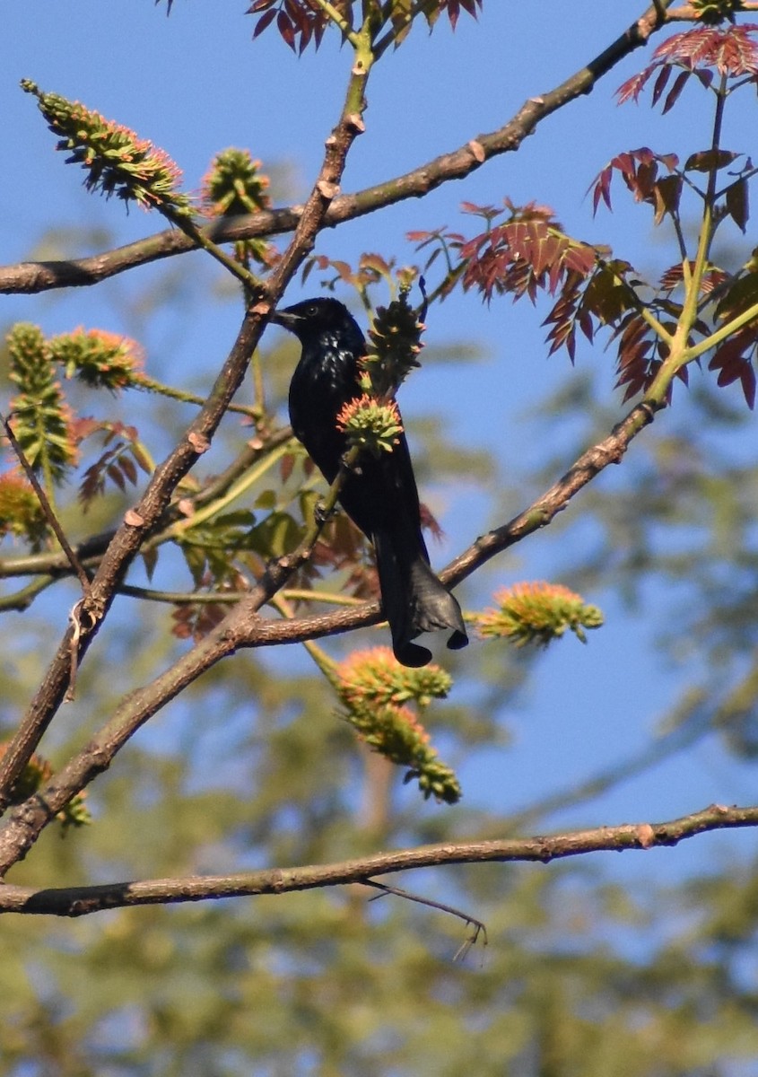 Hair-crested Drongo - ML631852679