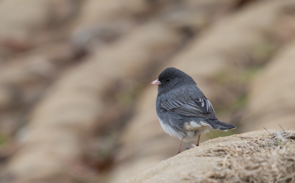 Dark-eyed Junco - ML631852688