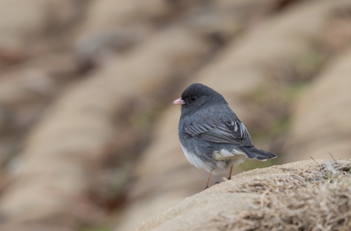Dark-eyed Junco - ML631852689