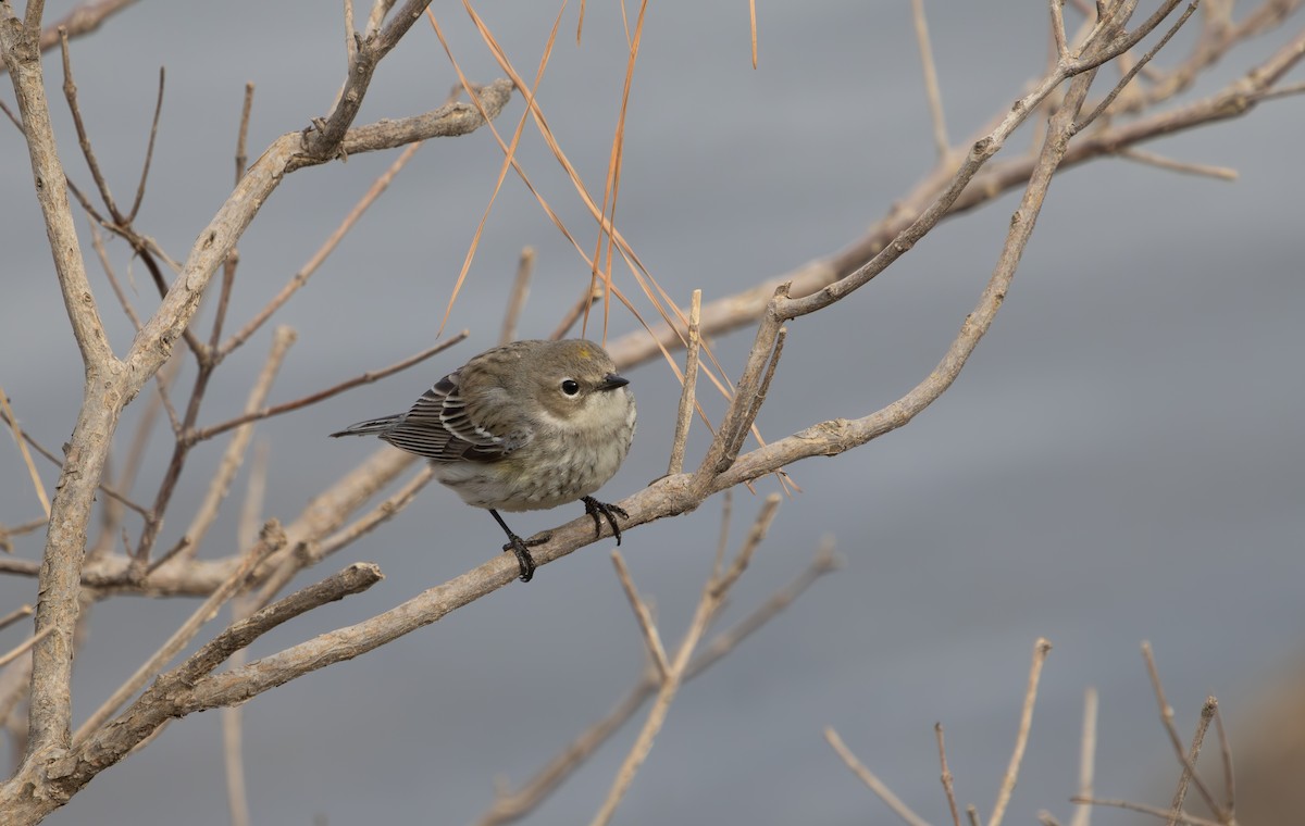 Yellow-rumped Warbler - ML631852789