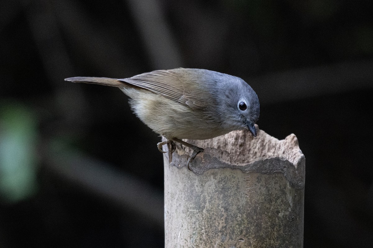 David's Fulvetta - ML631852806