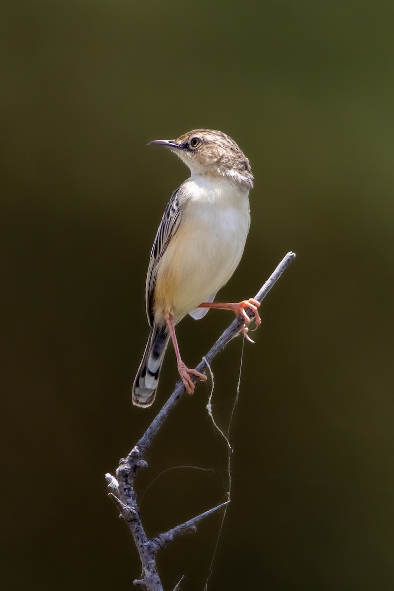 Desert Cisticola - ML631852812