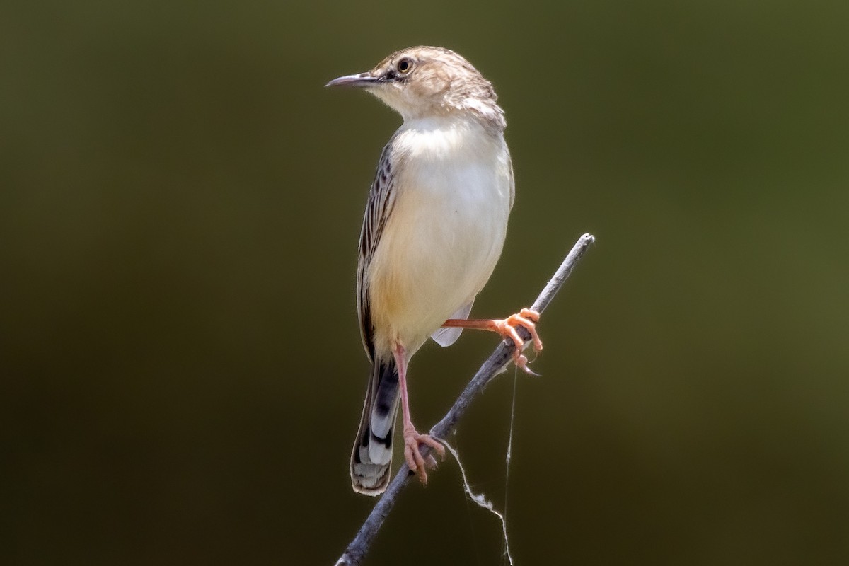 Desert Cisticola - ML631852813