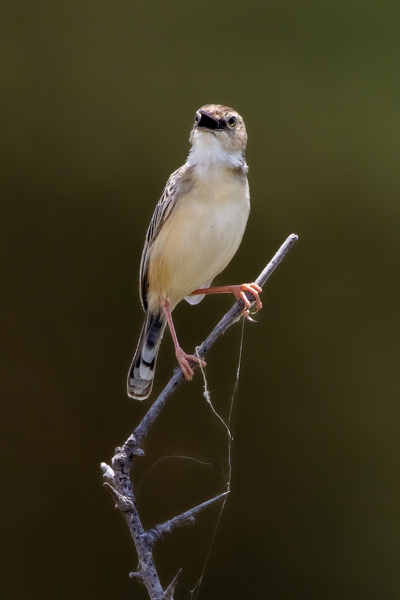 Desert Cisticola - ML631852814