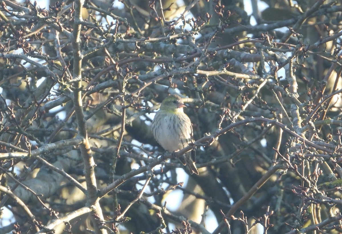 Eurasian Siskin - ML631852936