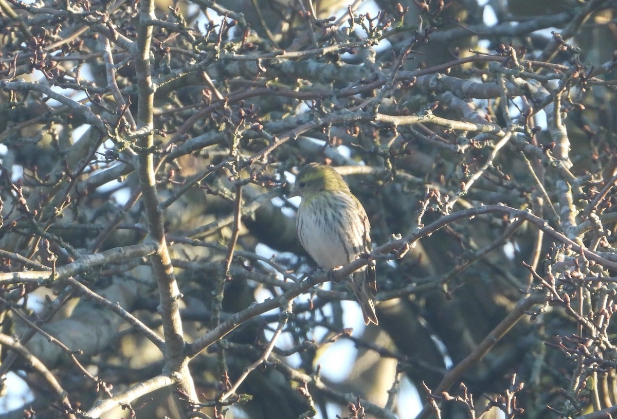 Eurasian Siskin - ML631852961