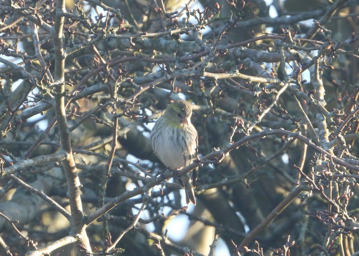 Eurasian Siskin - ML631852971