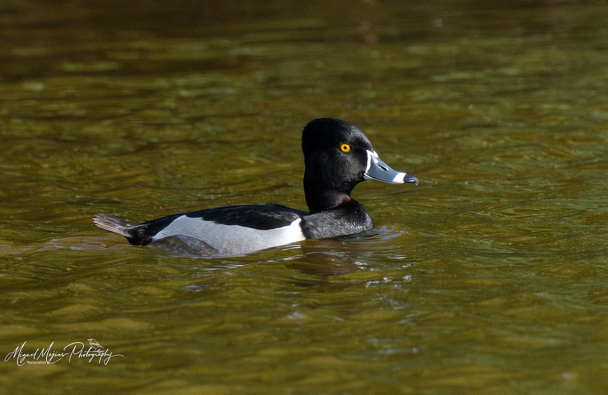 צולל צווארון - ML631853098