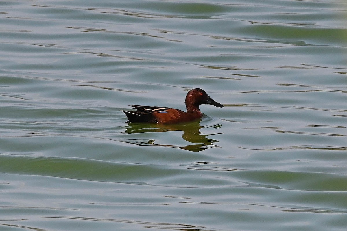 Cinnamon Teal - ML631853109
