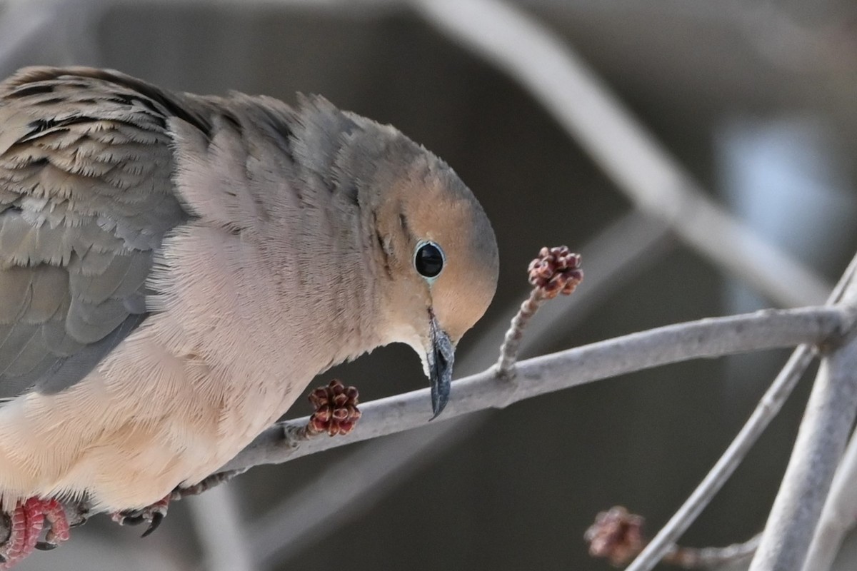 Mourning Dove - ML631853218